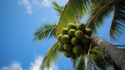 品味椰香，健康相伴——椰子食品消費提示